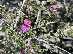Indigofera nigromontana