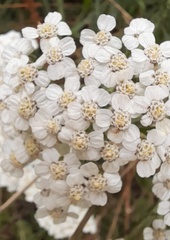 Achillea millefolium