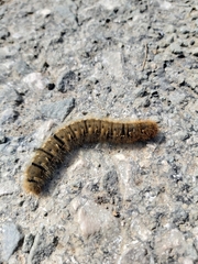 Lasiocampoidea
