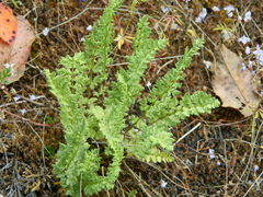 Woodsia oregana