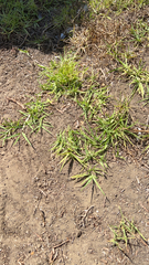 Cenchrus clandestinus