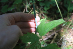 Rubus leucodermis
