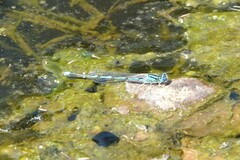 Erythromma lindenii