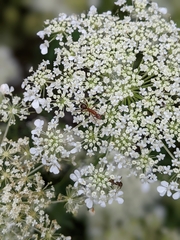 Formica pallidefulva
