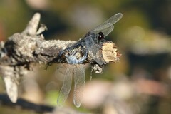 Diplacodes lefebvrii