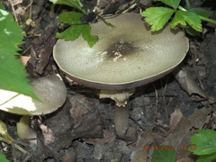 Agaricus