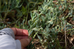 Heliotropium curassavicum