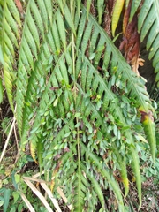 Woodwardia prolifera
