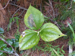Trillium undulatum
