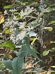 Eupatorium sessilifolium