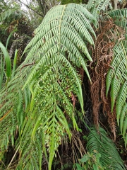 Woodwardia prolifera
