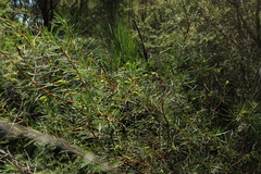 Persoonia virgata