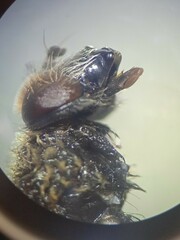 Eristalis bogotensis
