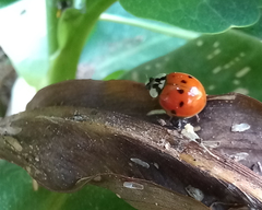 Harmonia axyridis