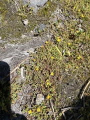 Hypericum anagalloides