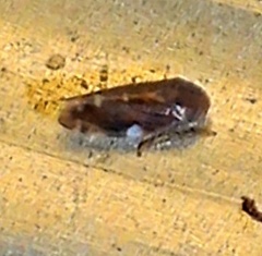 Xestocephalus