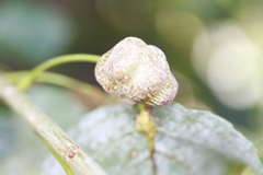 Pemphigus spyrothecae