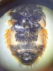 Eristalis bogotensis