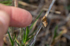 Brephidium pseudofea