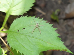 Pisaurina mira