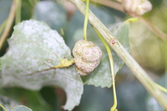 Pemphigus spyrothecae