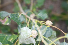 Pemphigus spyrothecae