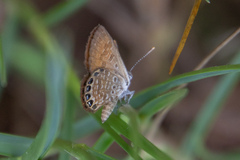 Brephidium pseudofea