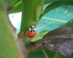 Harmonia axyridis