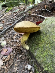 Boletaceae