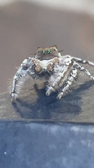 Phidippus carolinensis