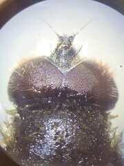 Eristalis bogotensis