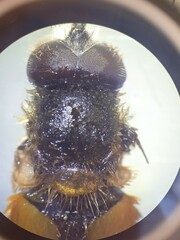 Eristalis bogotensis