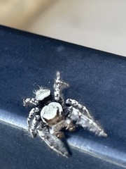 Phidippus carolinensis