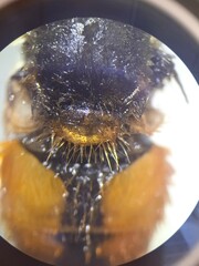 Eristalis bogotensis