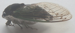 Neotibicen tibicen tibicen