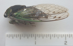 Neotibicen tibicen tibicen