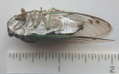 Neotibicen tibicen tibicen