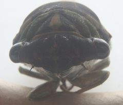 Neotibicen tibicen tibicen