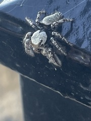 Phidippus carolinensis