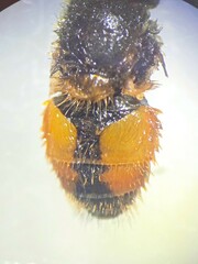 Eristalis bogotensis