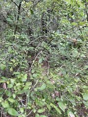 Vaccinium arboreum
