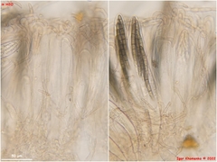 Geoglossum umbratile