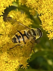 Myathropa florea