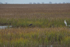 Egretta rufescens