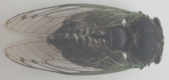 Neotibicen tibicen tibicen