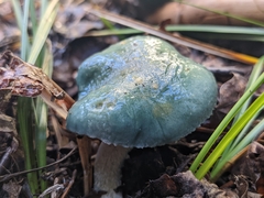Stropharia caerulea