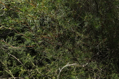 Persoonia virgata