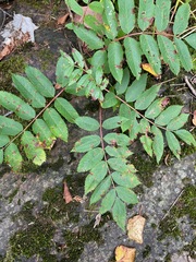Sorbus americana