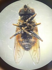Eristalis bogotensis