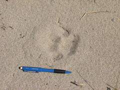 Puma concolor couguar